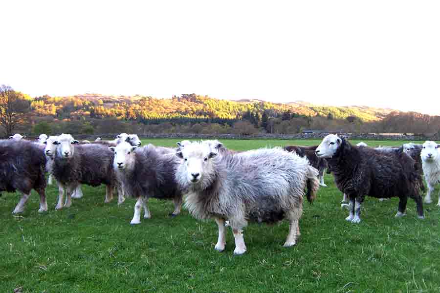 herdwick Sheep