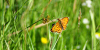 meadow with butterfly