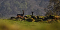 Roe Deer