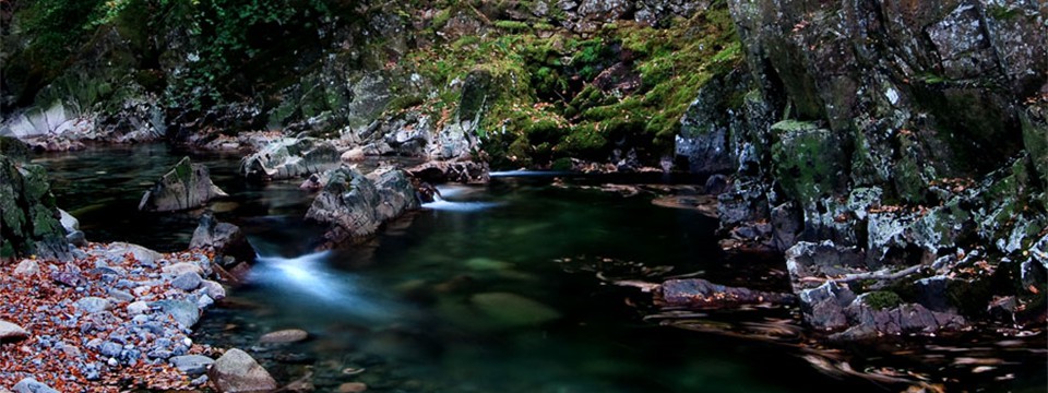 Gill Force