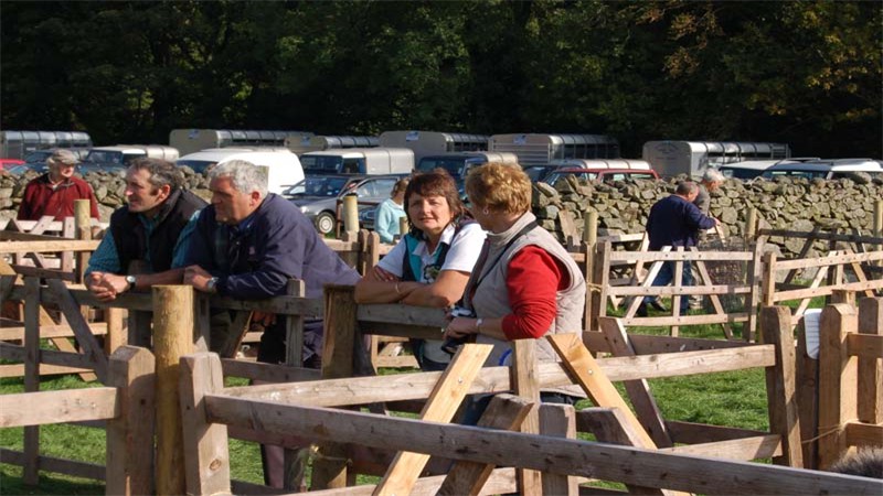 Judging Sheep