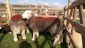 Herdwick Sheep