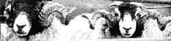 Herdwicks